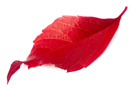 Autumn leaves on a white background.