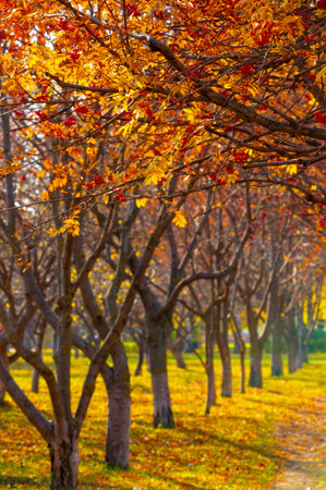autumn landscape, sketch of autumn in the photo, yellow burgundy red leaves, summer petition, joyful picturesの写真素材