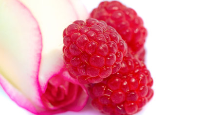 Raspberries are an excellent source of vitamin C, manganese and dietary fiber. They are also a very...