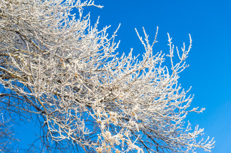 The mountains. Winter. No fuss, no deadlines, just absolute peace and relaxation. Deep snow-covered forests, rough trees and shrubs, white tops of snow-covered treesの写真素材