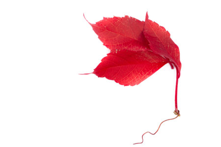 Autumn leaves on a white background. Autumn is old; Dry leaves flew around; He collected the gold...