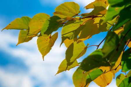 Autumn photography, leaves in the fall, At this time of the year the trees seem to come to life,...