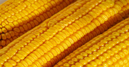 The corn plant is a tall annual grass with a stout, a cereal plant of the cereal family (Poaceae)...