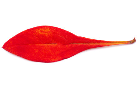 Autumn leaves on a white background Autumn colors are fun. They are so bright, rich and beautiful As...