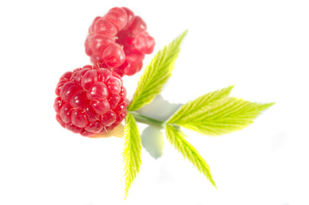 Raspberries are an excellent source of vitamin C, manganese and dietary fiber. They are also a very...