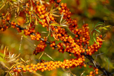 Sea buckthorn contains vitamins A, B1, B2, B6, C and other active ingredients. It may have some activity against stomach and intestinal ulcers and heartburn symptoms.の写真素材