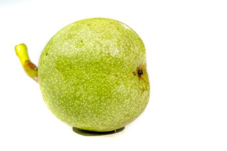 Walnut.の写真素材