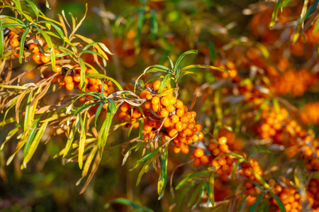 Sea buckthorn is used to treat heart disease, skin conditions, edema (inflammation), and other conditions. In food products, sea buckthorn berries are used to make jellies, juices, purees and saucesの写真素材