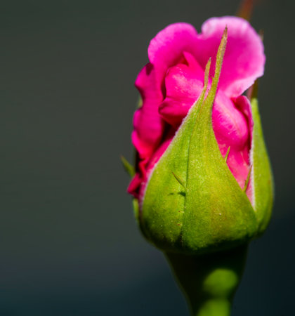 Garden rose. Shallow depth of field. Vitality fills the entire bouquet, fully opening into a large flower with a high center, ruffled petals, and an intoxicating scent of lavender.の写真素材