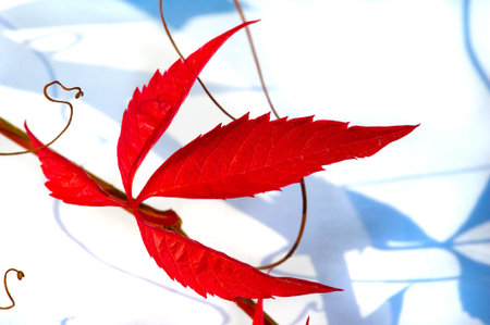 Autumn leaves on a white background. Love the trees until the leaves fall off and then invite them...