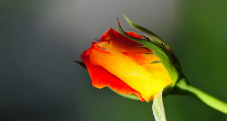 Garden rose. Shallow depth of field. Vitality fills the entire bouquet, fully opening into a large flower with a high center, ruffled petals, and an intoxicating scent of lavender.の写真素材
