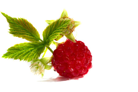 Raspberry is sexy, juicy and perfect for your most fruity mood. Give some joy to your table....
