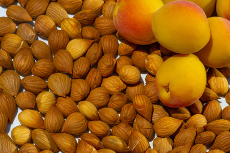Apricot kernels, in the food industry, apricot kernels can be used in the preparation of low-fat biscuits, cookies, cakes, in the manufacture of antimicrobial films.の写真素材