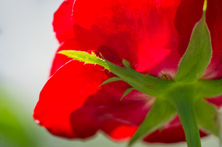 Garden rose. Shallow depth of field. Vitality fills the entire bouquet, fully opening into a large...