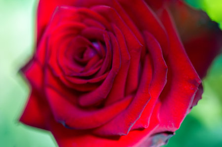 Garden rose. Shallow depth of field. Vitality fills the entire bouquet, fully opening into a large flower with a high center, ruffled petals, and an intoxicating scent of lavender.の写真素材