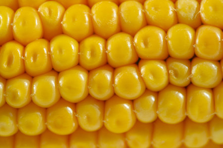 The corn plant is a tall annual grass with a stout, a cereal plant of the cereal family (Poaceae)...