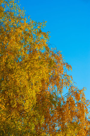 autumn landscape, sketch of autumn in the photo, yellow burgundy red leaves, summer petition, joyful...