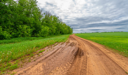 Spring photography, rural landscape, dirt road through young wheat fields, a wide way leading from one place to another, especially one with a specially prepared surface that vehicles can useの写真素材