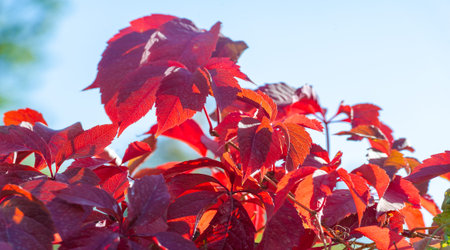 Autumn leaves on the branches of trees.