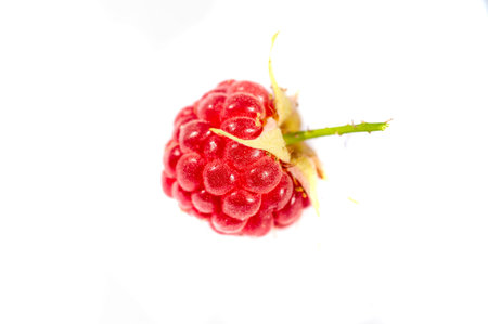 Raspberry. In late summer, native raspberries make their way from the fields to your refrigerator in...