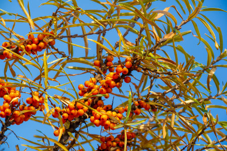 Sea buckthorn contains vitamins A, B1, B2, B6, C and other active ingredients. It may have some...