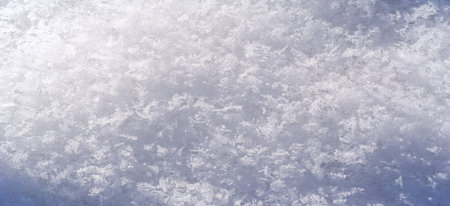 Snow covering the ground, trees, grass. I wonder if snow loves trees and fields, what kisses them so...