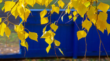 Colorful autumn leaves of birch, deciduous tree with white bark and with heart-shaped leaves.の写真素材