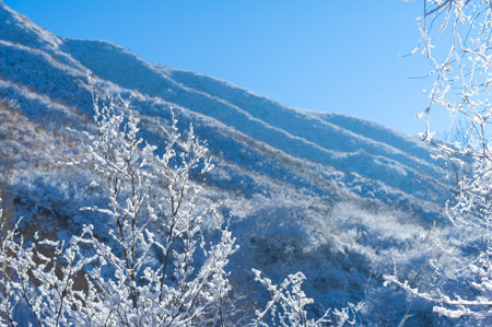 The mountains. Winter. No fuss, no deadlines, just absolute peace and relaxation. Deep snow-covered forests, rough trees and shrubs, white tops of snow-covered treesの写真素材