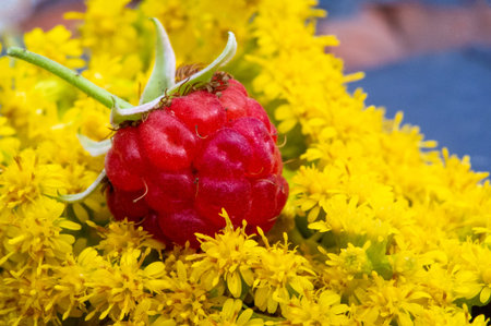 Raspberry. In late summer, native raspberries make their way from the fields to your refrigerator in...