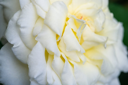 Garden rose. Shallow depth of field. Vitality fills the entire bouquet, fully opening into a large flower with a high center, ruffled petals, and an intoxicating scent of lavender.の写真素材