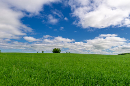 Spring photography, young shoots of cereals. Ripening wheat. Green shoots of photosynthesis under the bright sun. Phosphorus and nitrogen fertilizers introducedの写真素材