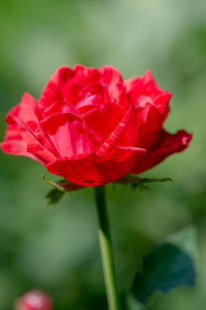 Garden rose. Shallow depth of field. Vitality fills the entire bouquet, fully opening into a large...