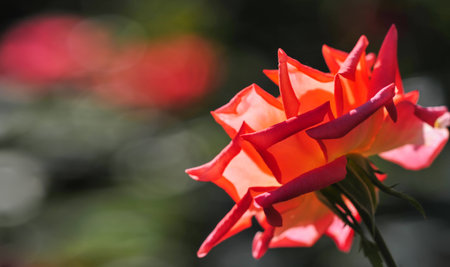Garden rose. Shallow depth of field. Vitality fills the entire bouquet, fully opening into a large flower with a high center, ruffled petals, and an intoxicating scent of lavender.の写真素材