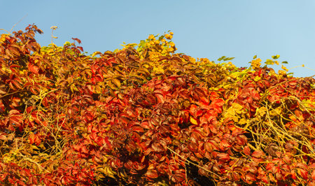 Autumn leaves on the branches of trees. When everything looks like a magical oil painting, you know...