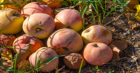 Ripe apple on a tree in an orchard. Food productsの写真素材