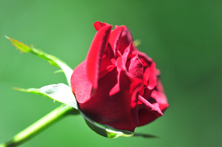 Garden rose. Shallow depth of field. Vitality fills the entire bouquet, fully opening into a large flower with a high center, ruffled petals, and an intoxicating scent of lavender.の写真素材