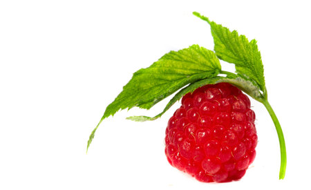 Raspberry. In late summer, native raspberries make their way from the fields to your refrigerator in abundance. This is a great opportunity to take advantage of this delicate fruit and put it to good useの写真素材