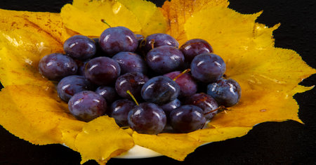 Prunus spinosa photographed in the studio. Prunus spinosa is a large deciduous shrub that grows up...