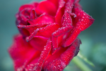Garden rose. Shallow depth of field. Vitality fills the entire bouquet, fully opening into a large...