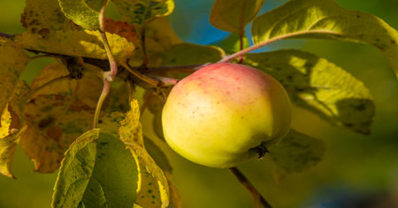 Ripe apple on a tree in an orchard. Food productsの写真素材