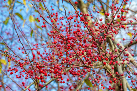 Autumn photography, leaves in the fall, At this time of the year the trees seem to come to life,...