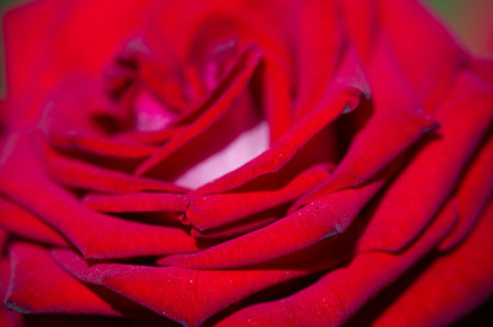 Garden rose. Shallow depth of field. Vitality fills the entire bouquet, fully opening into a large flower with a high center, ruffled petals, and an intoxicating scent of lavender.の写真素材