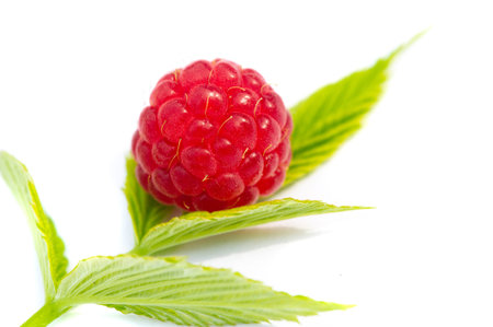 Raspberry. In late summer, native raspberries make their way from the fields to your refrigerator in...