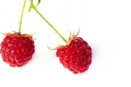 Raspberry. In late summer, native raspberries make their way from the fields to your refrigerator in...