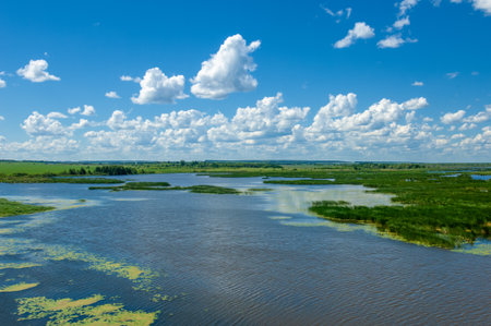 summer photography, a river overgrown with reeds, blue sky with white clouds, blue water covered with duckweed, river floodplain, sultry summer dayの写真素材
