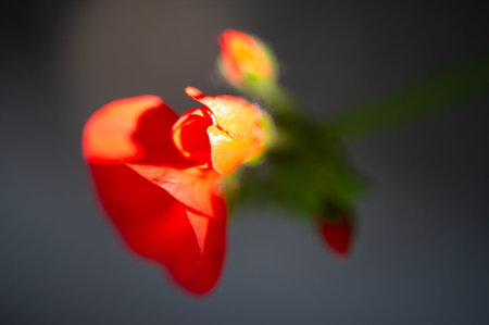Garden rose. Shallow depth of field. Vitality fills the entire bouquet, fully opening into a large...