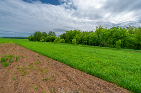 Spring photography, landscape with a cloudy sky. Young wheat with nitrogen and phosphate fertilizers, green sprouts, cereals, as well as cereals from which white flour is preparedの写真素材