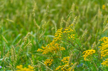 Summer photo. Wheat a cereal plant that is the most important kind grown in temperate countries, the grain of which is ground to make flour for bread, pasta, pastry, etc..の写真素材