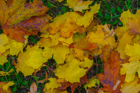 Autumn maple leaf, a flattened structure of a higher plant, similar to a blade that attaches...