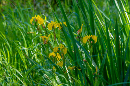 summer landscape, thunderclouds, blue sky, floodplain meadow fields, the aroma of summer colors and...